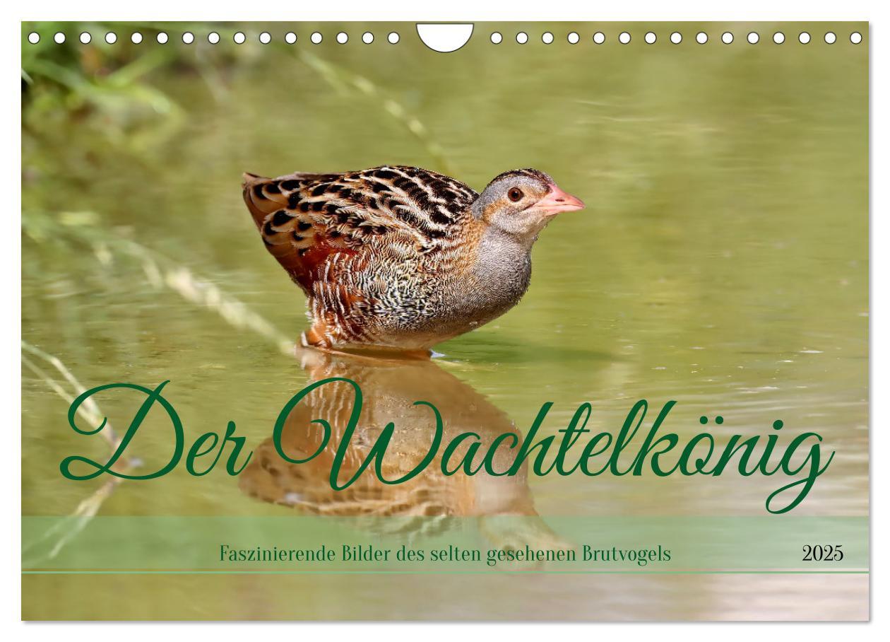 Cover: 9783383844591 | Der Wachtelkönig (Wandkalender 2025 DIN A4 quer), CALVENDO...