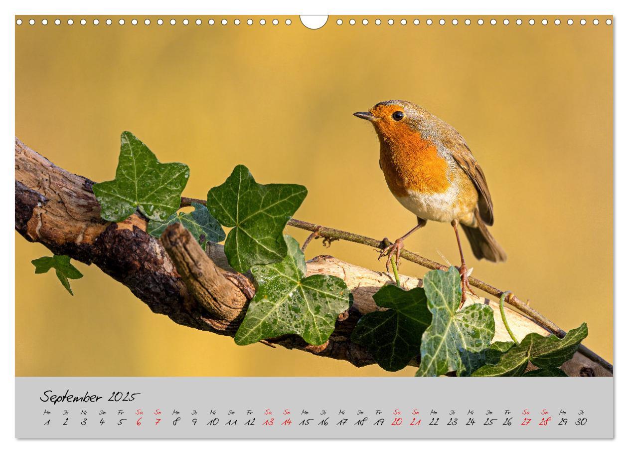 Bild: 9783435066049 | Bunte Vögel am Futterplatz (Wandkalender 2025 DIN A3 quer),...