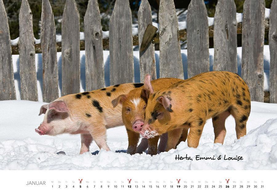 Bild: 9783966648332 | Schweine Kalender 2025 | Der Tierkalender mit den charmanten Namen