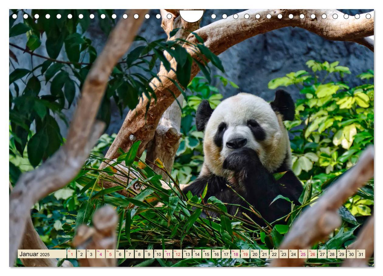 Bild: 9783435372058 | Niedlicher Panda (Wandkalender 2025 DIN A4 quer), CALVENDO...