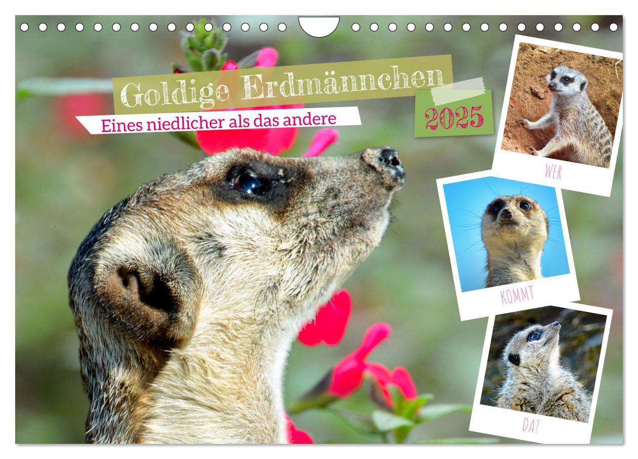 Cover: 9783383953965 | Goldige Erdmännchen (Wandkalender 2025 DIN A4 quer), CALVENDO...