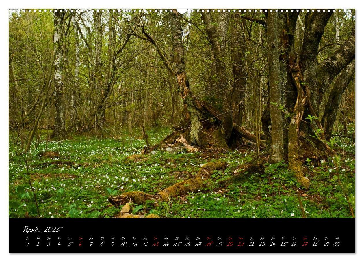 Bild: 9783435778546 | RHÖN = SCHÖN (Wandkalender 2025 DIN A2 quer), CALVENDO Monatskalender