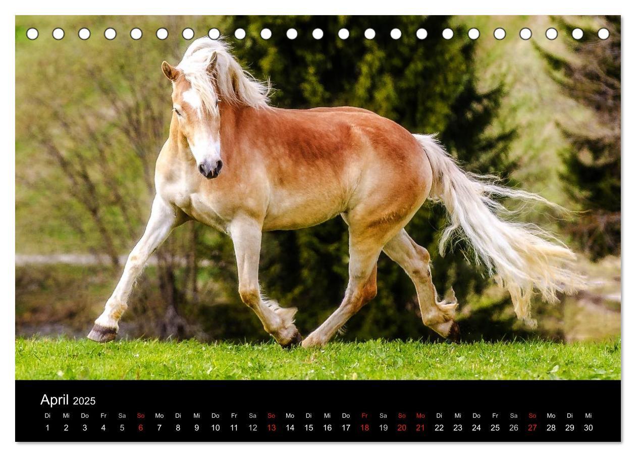 Bild: 9783435698653 | Pferde Träume (Tischkalender 2025 DIN A5 quer), CALVENDO...