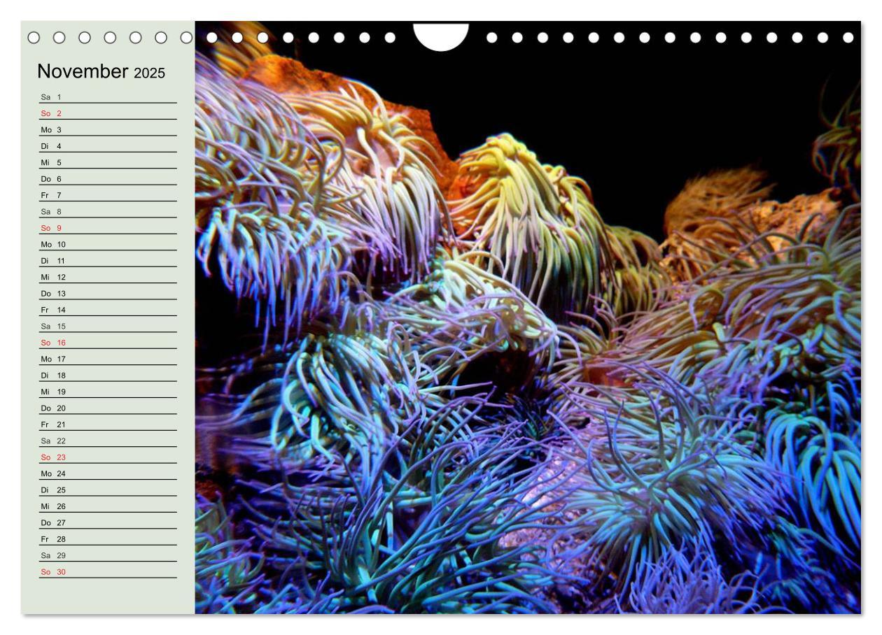 Bild: 9783435523788 | Die Welt der Riffe. Seesterne, Korallen, Anemonen (Wandkalender...