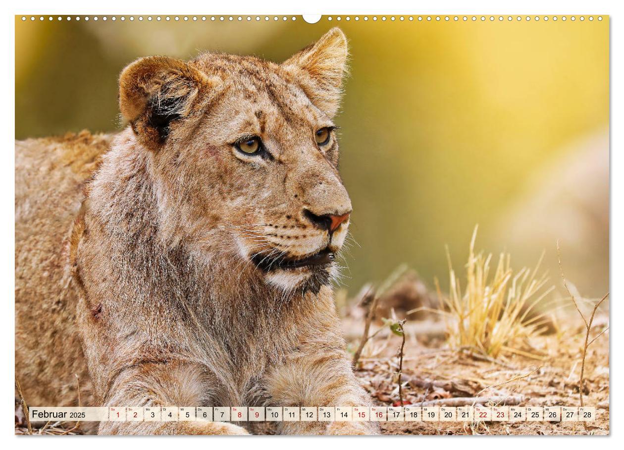 Bild: 9783435329151 | Afrikas Löwen 2025 (Wandkalender 2025 DIN A2 quer), CALVENDO...