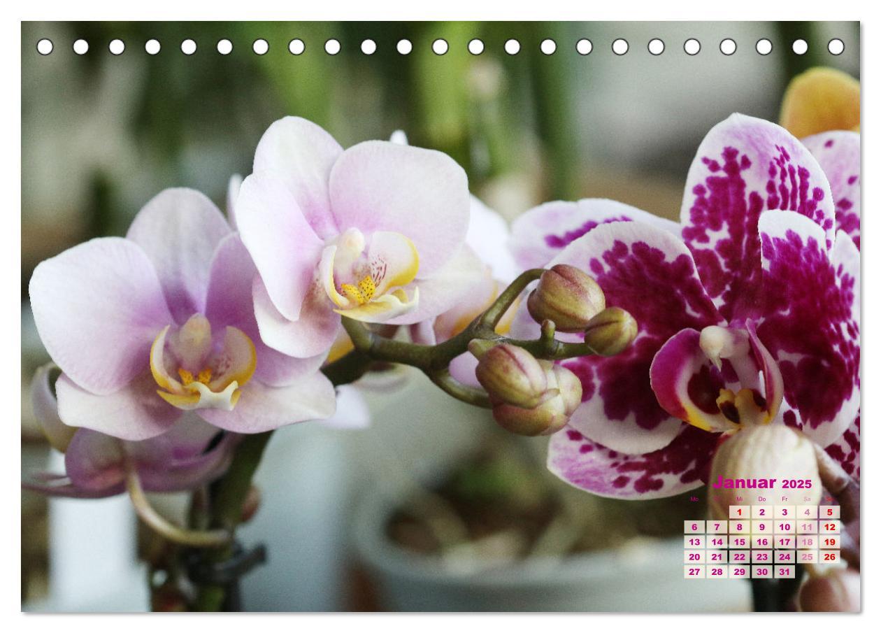 Bild: 9783383914799 | Schönste Orchideen (Tischkalender 2025 DIN A5 quer), CALVENDO...