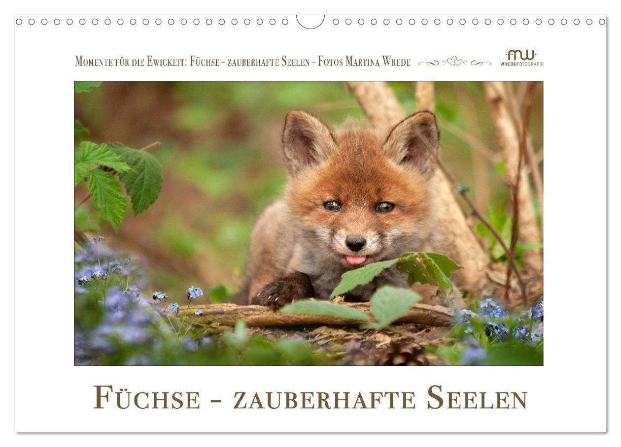 Cover: 9783383694639 | Füchse - zauberhafte Seelen (Wandkalender 2024 DIN A3 quer),...
