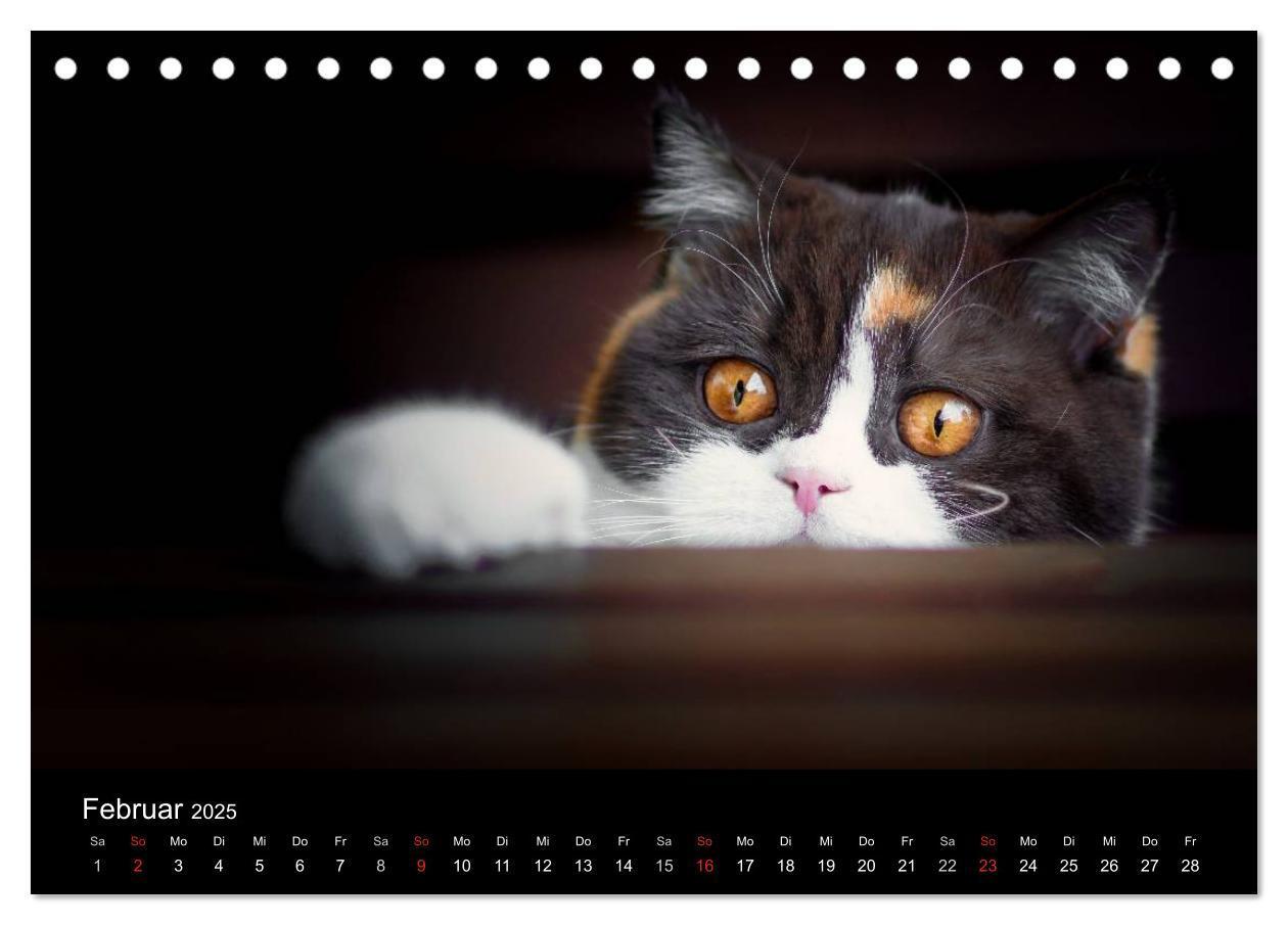 Bild: 9783435478453 | Schokoladige Britisch Kurzhaar Katzen (Tischkalender 2025 DIN A5...