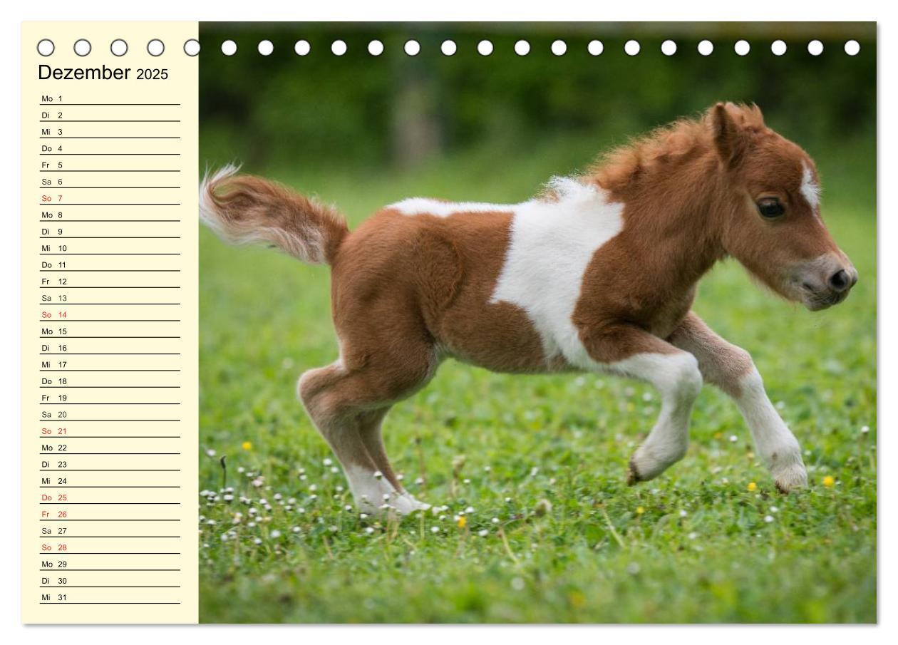 Bild: 9783435651184 | Ponys. Herzensbrecher mit Grips (Tischkalender 2025 DIN A5 quer),...