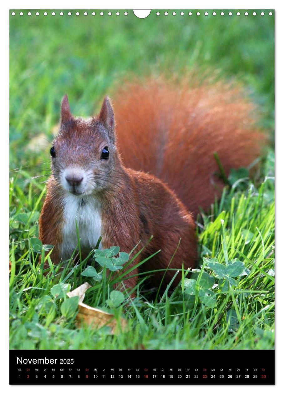 Bild: 9783457081020 | Eichhörnchen (Wandkalender 2025 DIN A3 hoch), CALVENDO Monatskalender