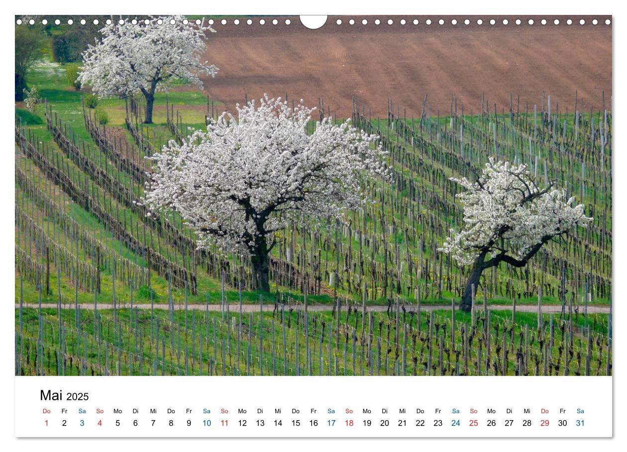 Bild: 9783435804795 | Württemberger Wein 2025 (Wandkalender 2025 DIN A3 quer), CALVENDO...