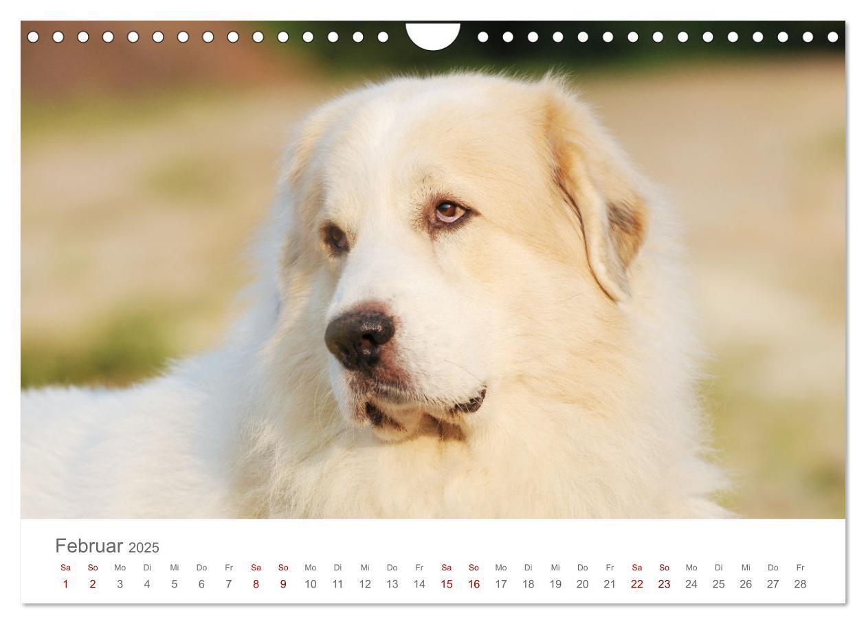 Bild: 9783435055098 | Pyrenäenberghunde (Wandkalender 2025 DIN A4 quer), CALVENDO...