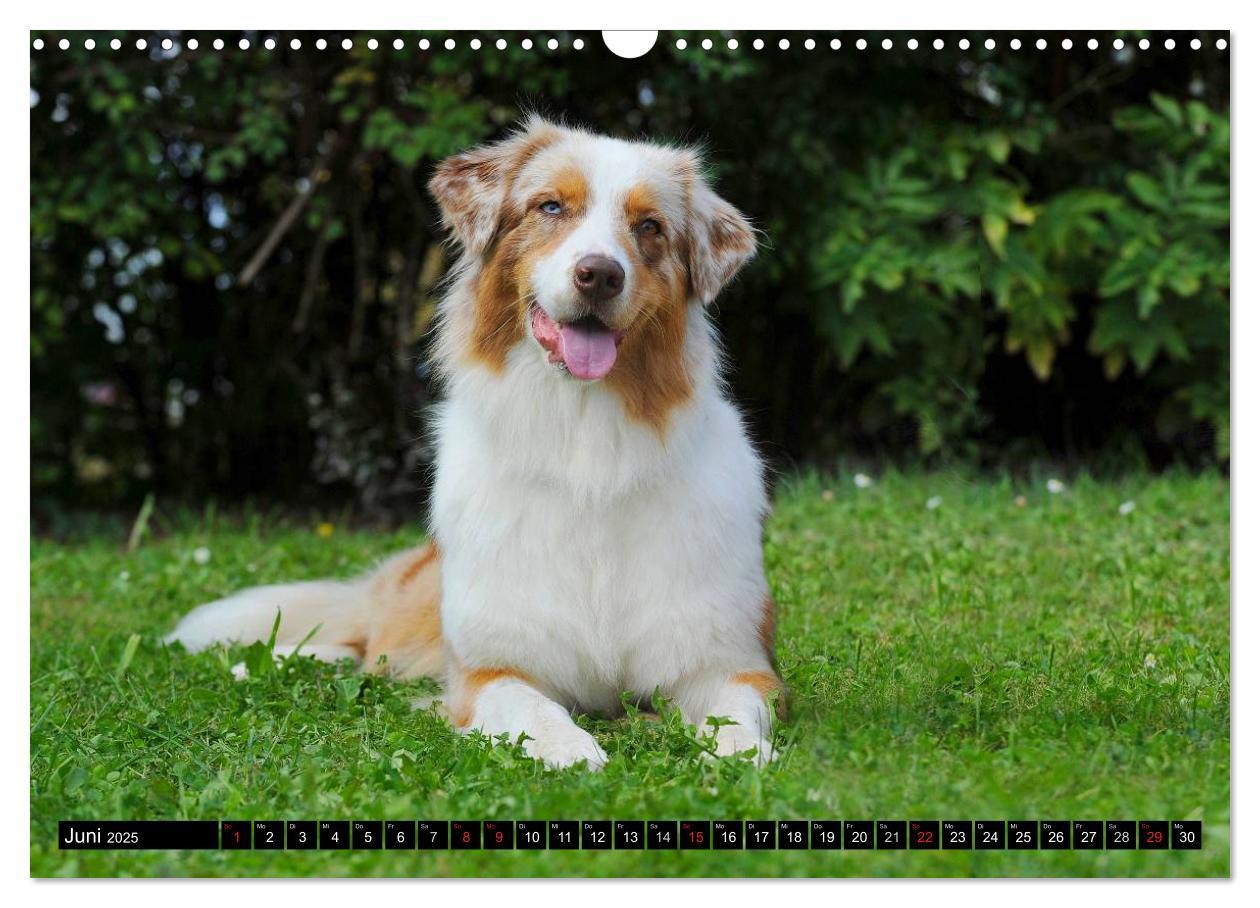 Bild: 9783435571130 | Bekannt wie ein bunter Hund. Australian Shepherd (Wandkalender 2025...