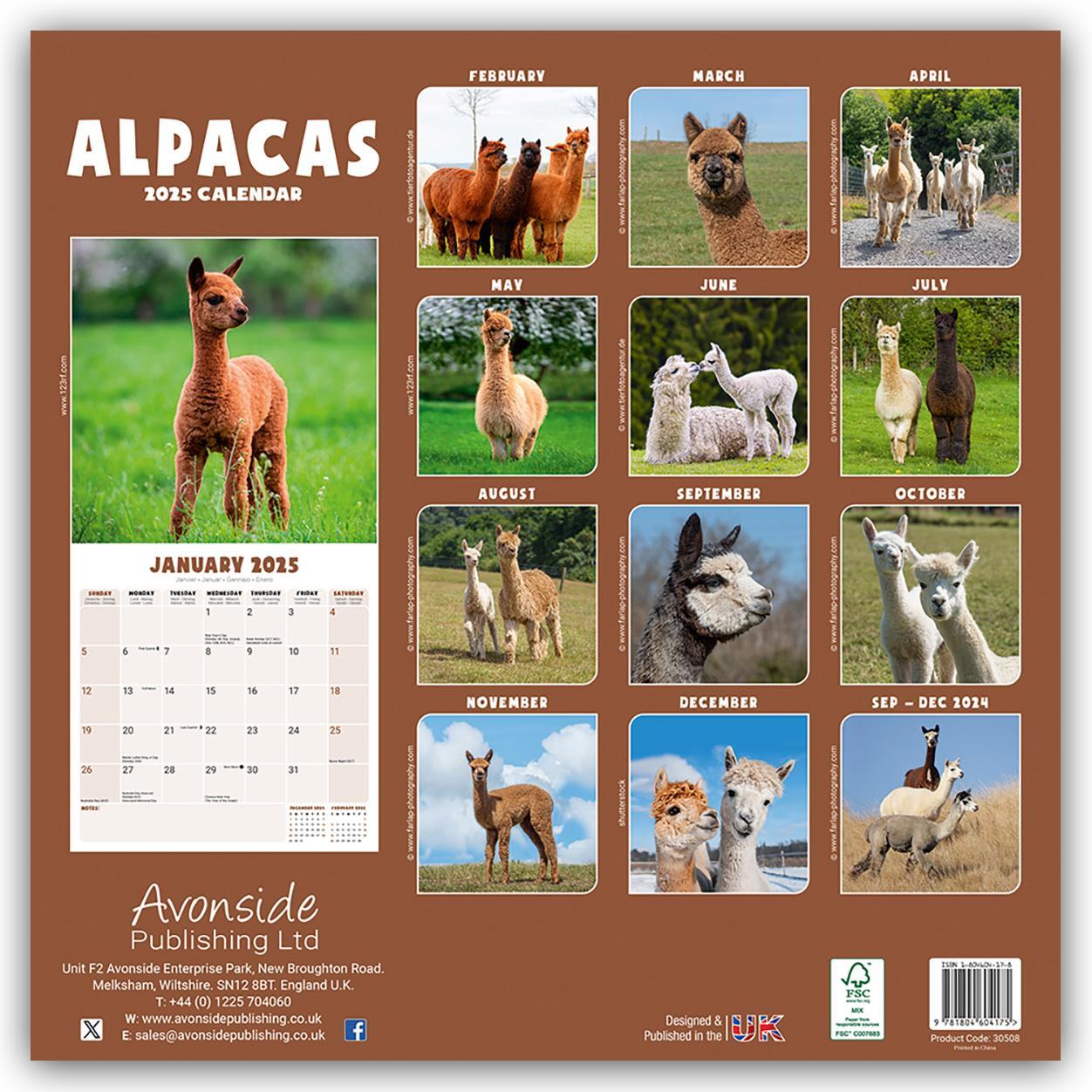 Rückseite: 9781804604175 | Alpacas - Alpakas 2025 - 16-Monatskalender | Avonside Publishing Ltd