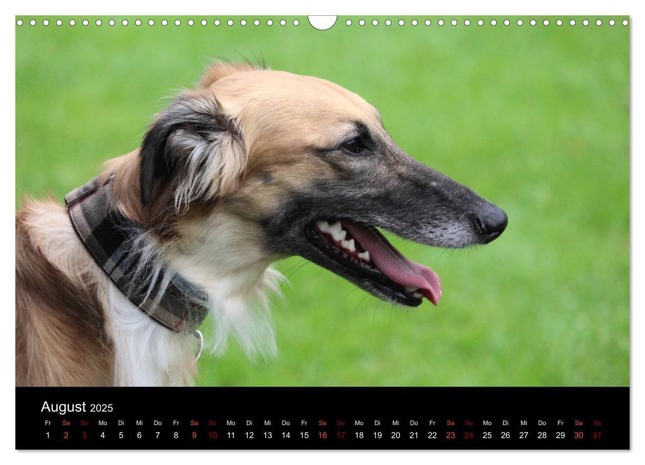 Bild: 9783435433308 | Der Silken Windsprite - ein Seelenhund (Wandkalender 2025 DIN A3...