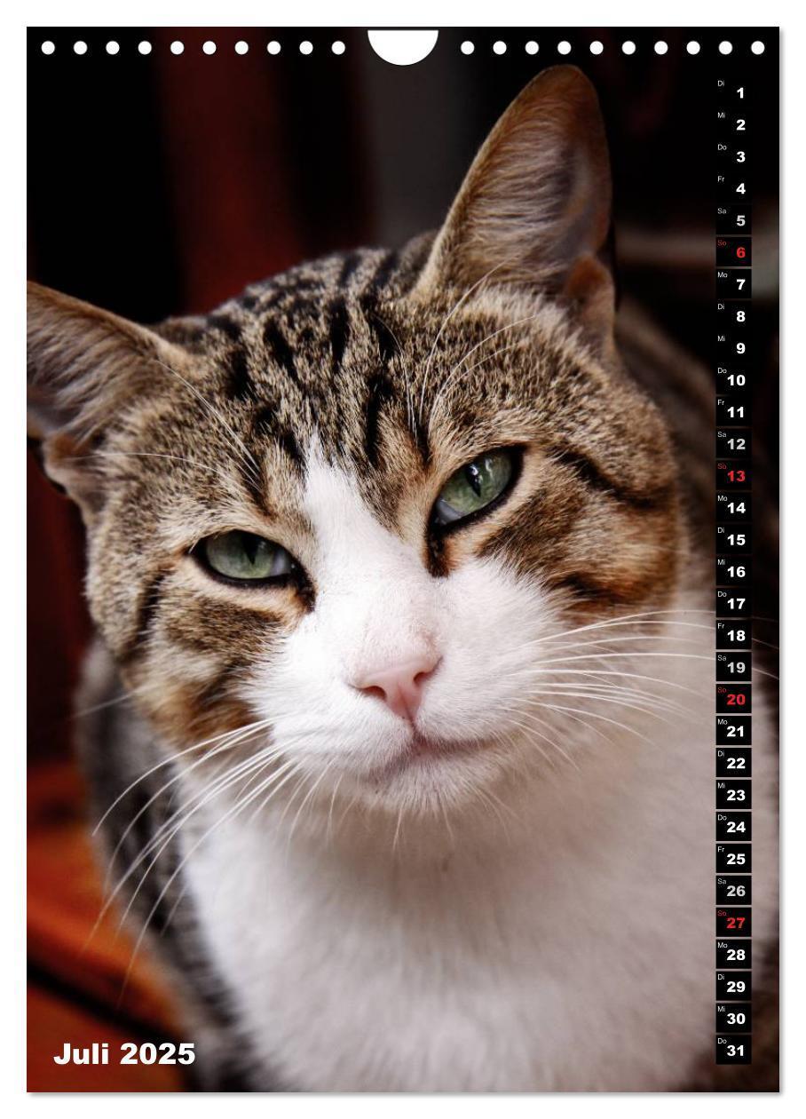 Bild: 9783457087084 | Istanbuls Katzen (Wandkalender 2025 DIN A4 hoch), CALVENDO...