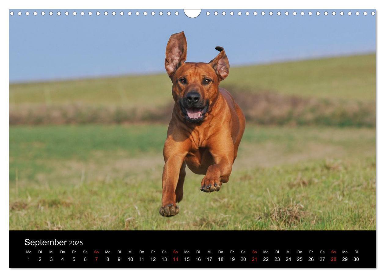 Bild: 9783435759750 | Rhodesian Ridgeback 2025 (Wandkalender 2025 DIN A3 quer), CALVENDO...