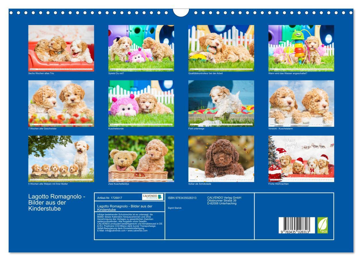 Bild: 9783435028313 | Lagotto Romagnolo - Bilder aus der Kinderstube (Wandkalender 2025...