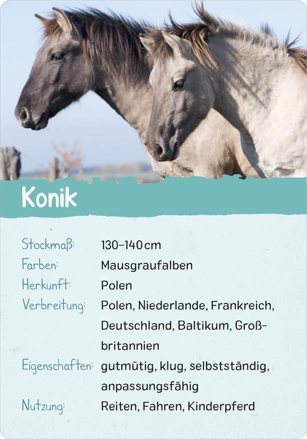 Bild: 9783845856582 | Naturforscher-Kids - Pferde &amp; Ponys | 50 Karten | Miriam Scholz | Buch