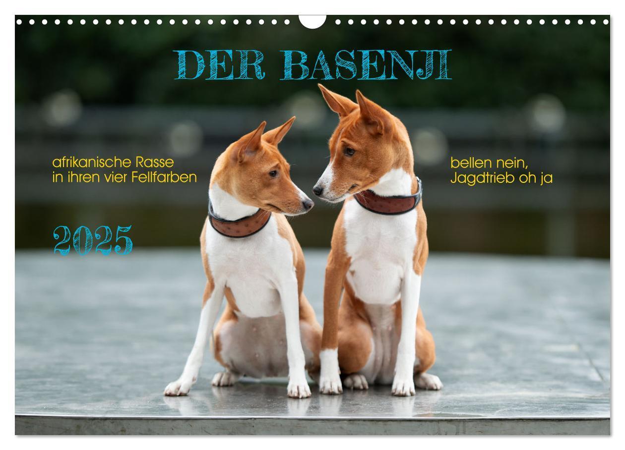 Cover: 9783457195710 | Der Basenji (Wandkalender 2025 DIN A3 quer), CALVENDO Monatskalender