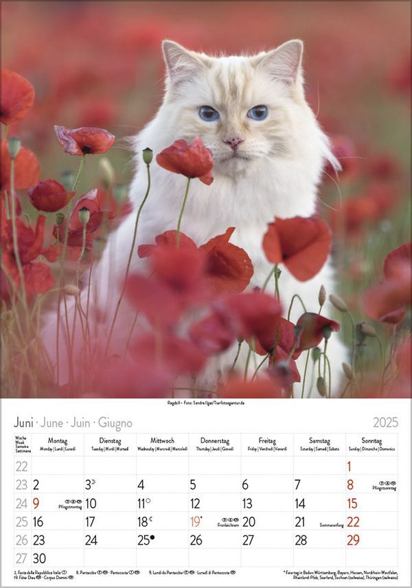 Bild: 9783731876168 | Katzen 2025 | Korsch Verlag | Kalender | Spiralbindung | 13 S. | 2025