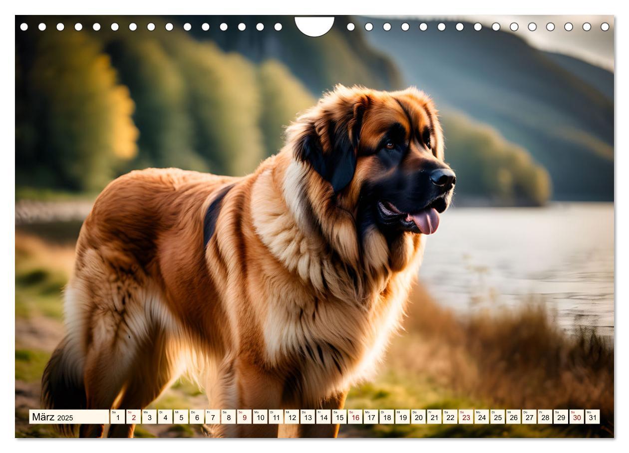 Bild: 9783457244487 | Leonberger - der zahme Löwe (Wandkalender 2025 DIN A4 quer),...