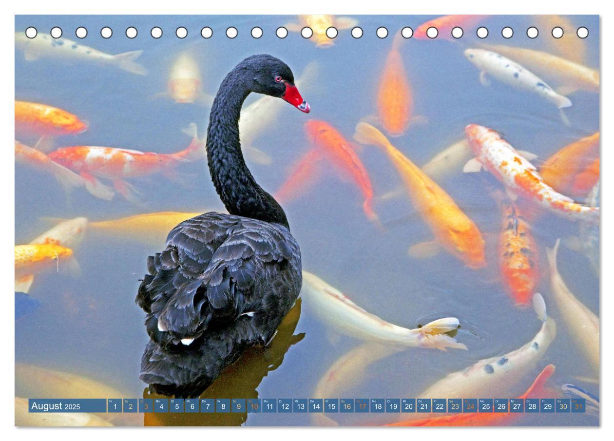 Bild: 9783435128402 | Koi: Juwelen im Teich (Tischkalender 2025 DIN A5 quer), CALVENDO...