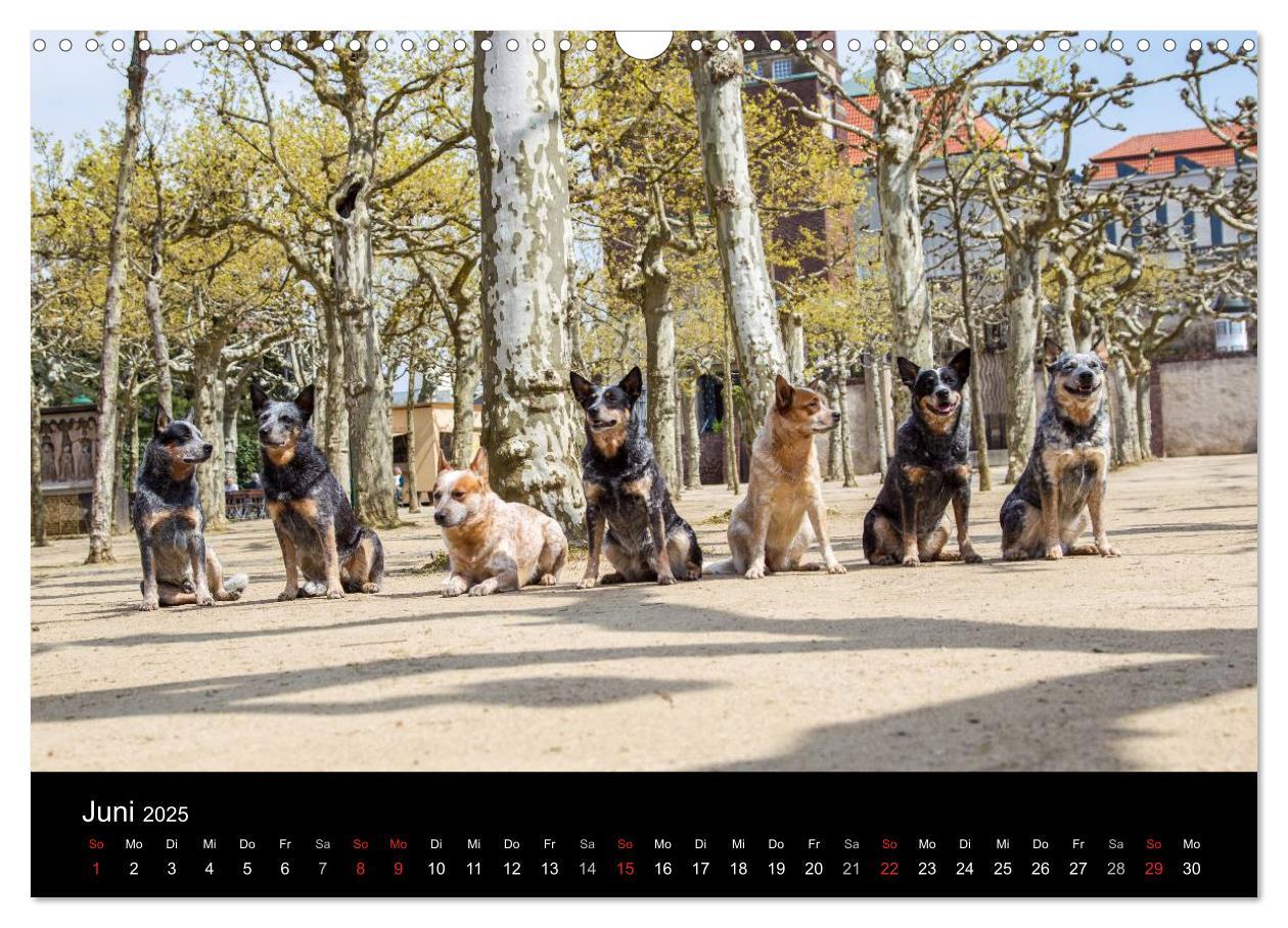 Bild: 9783435463558 | Australian Cattle Dogs zwischen Kunst und Kultur (Wandkalender 2025...