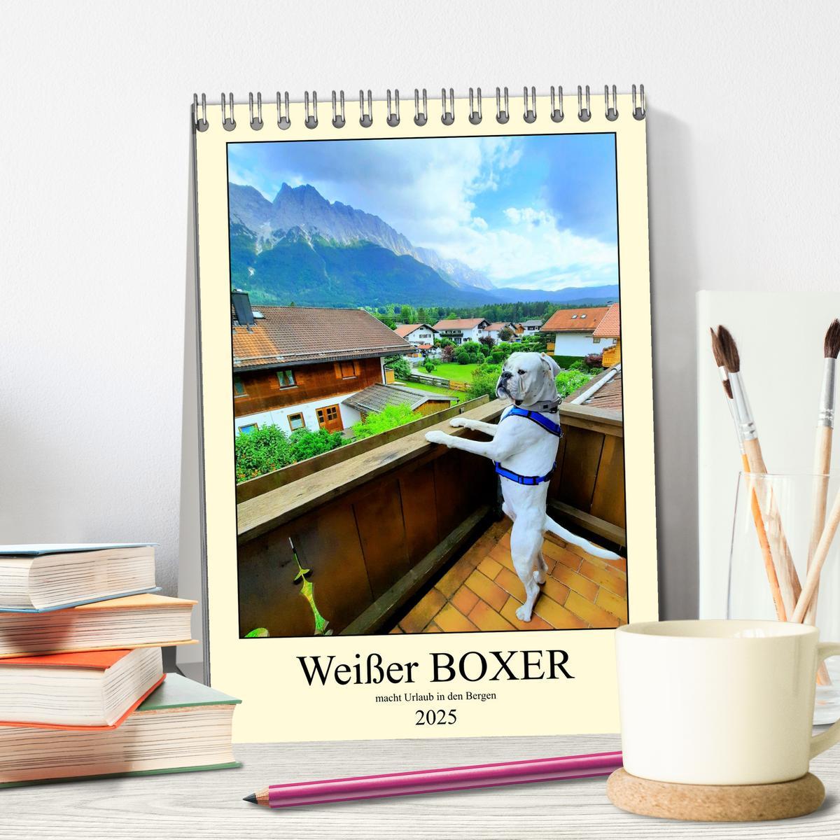 Bild: 9783435906840 | Weißer BOXER im Urlaub (Tischkalender 2025 DIN A5 hoch), CALVENDO...