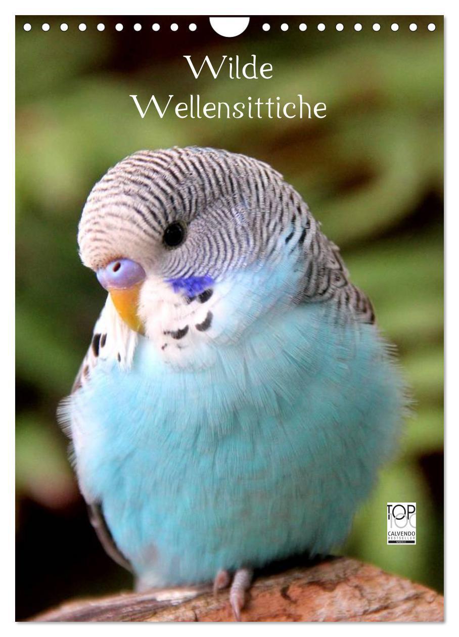 Cover: 9783383616631 | Wilde Wellensittiche (Wandkalender 2024 DIN A4 hoch), CALVENDO...