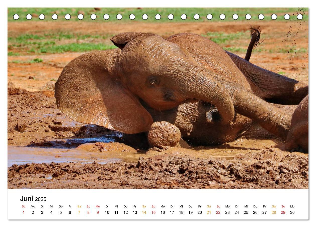 Bild: 9783435227921 | ADDO ELEPHANT NATIONAL PARK Elefanten Babies (Tischkalender 2025...