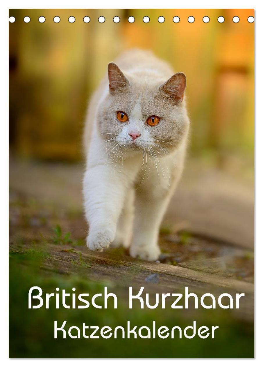 Cover: 9783675587335 | Britisch Kurzhaar Katzenkalender (Tischkalender 2024 DIN A5 hoch),...