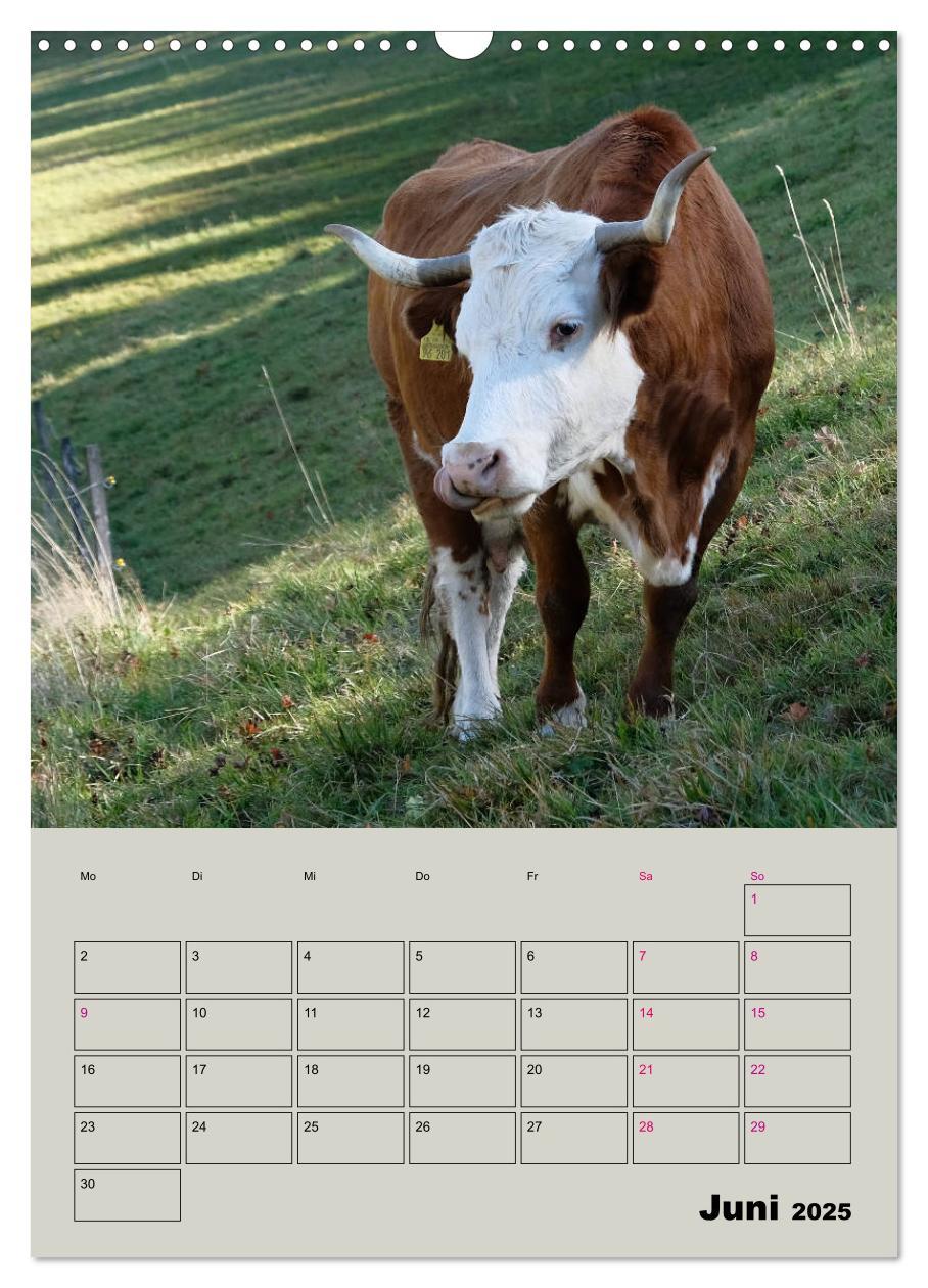 Bild: 9783435970049 | Kuhportraits Hornkühe (Wandkalender 2025 DIN A3 hoch), CALVENDO...