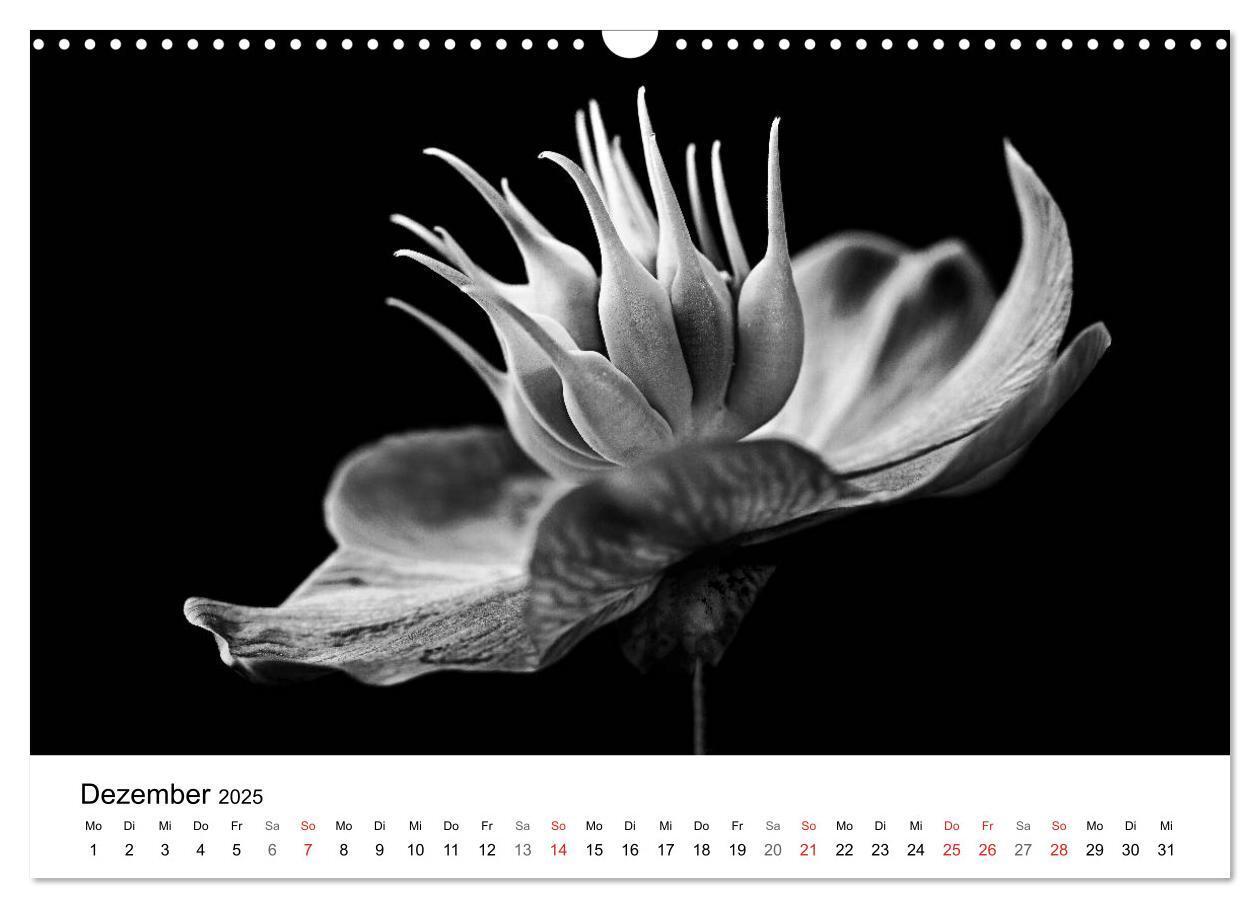 Bild: 9783435642892 | Blumen 2025, Schwarz-Weiß (Wandkalender 2025 DIN A3 quer), CALVENDO...