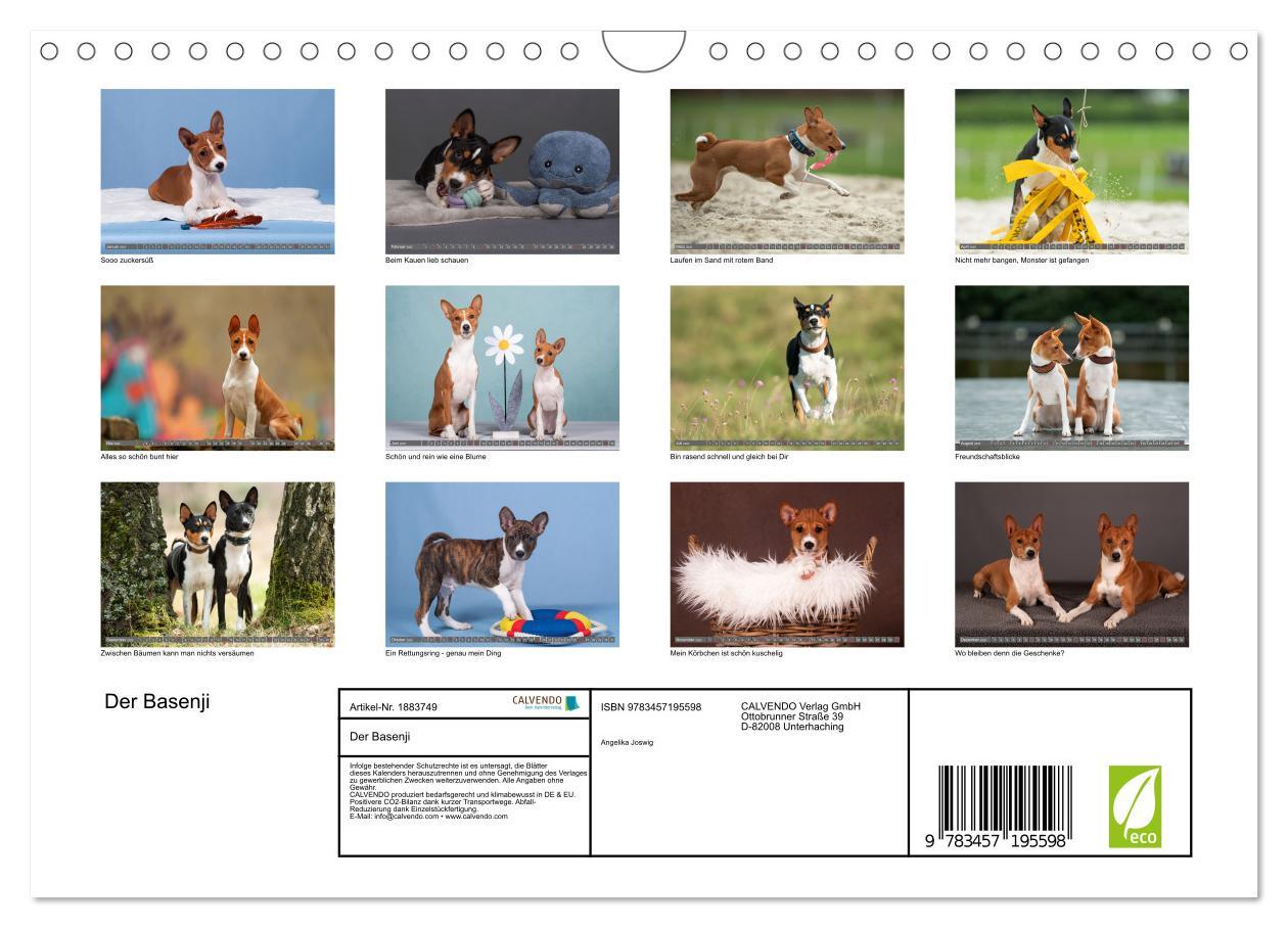 Bild: 9783457195598 | Der Basenji (Wandkalender 2025 DIN A4 quer), CALVENDO Monatskalender