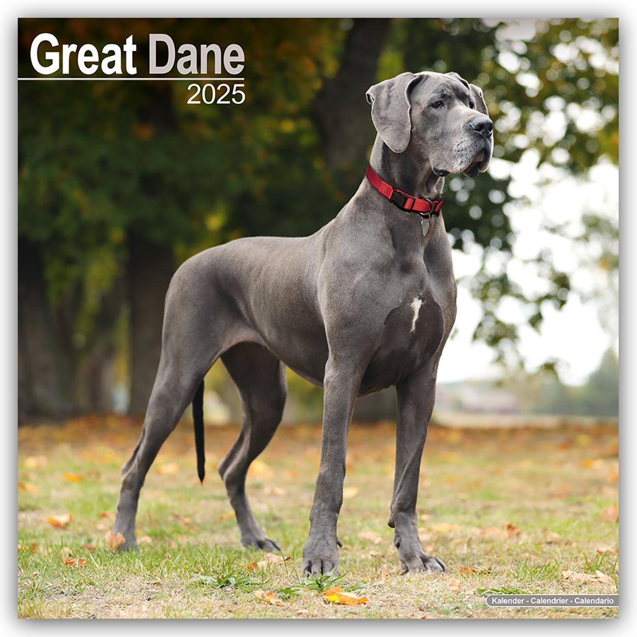 Cover: 9781804603512 | Great Dane - Dänische Dogge 2025 - 16-Monatskalender | Ltd | Kalender