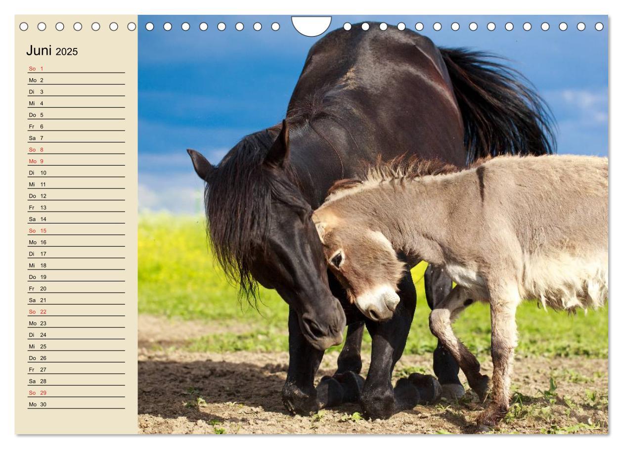 Bild: 9783435515455 | Beste Freunde. Bezaubernde Tierfreundschaften (Wandkalender 2025...