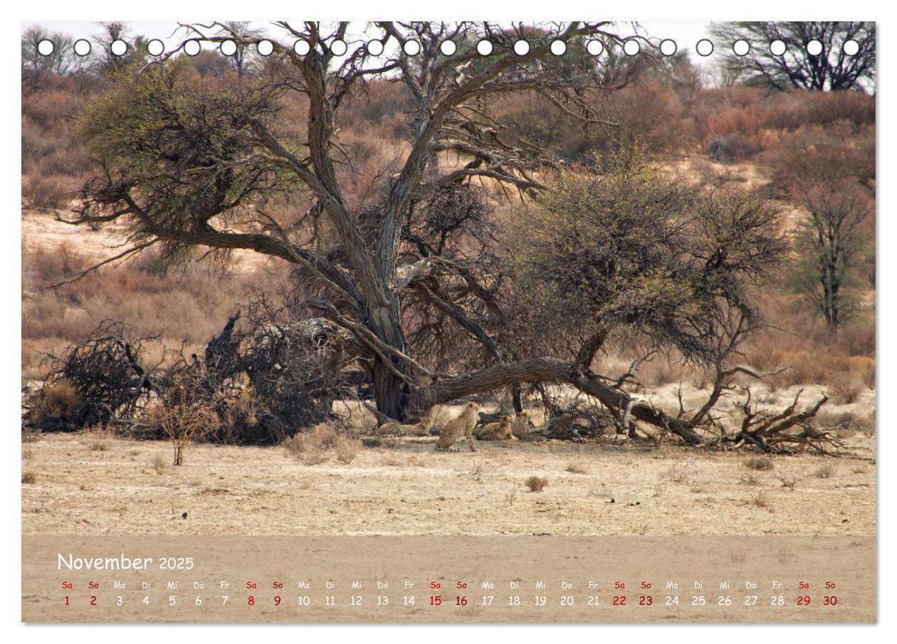 Bild: 9783435014521 | Kgalagadi - Fauna und Wildtiere in der Kalahari (Tischkalender 2025...