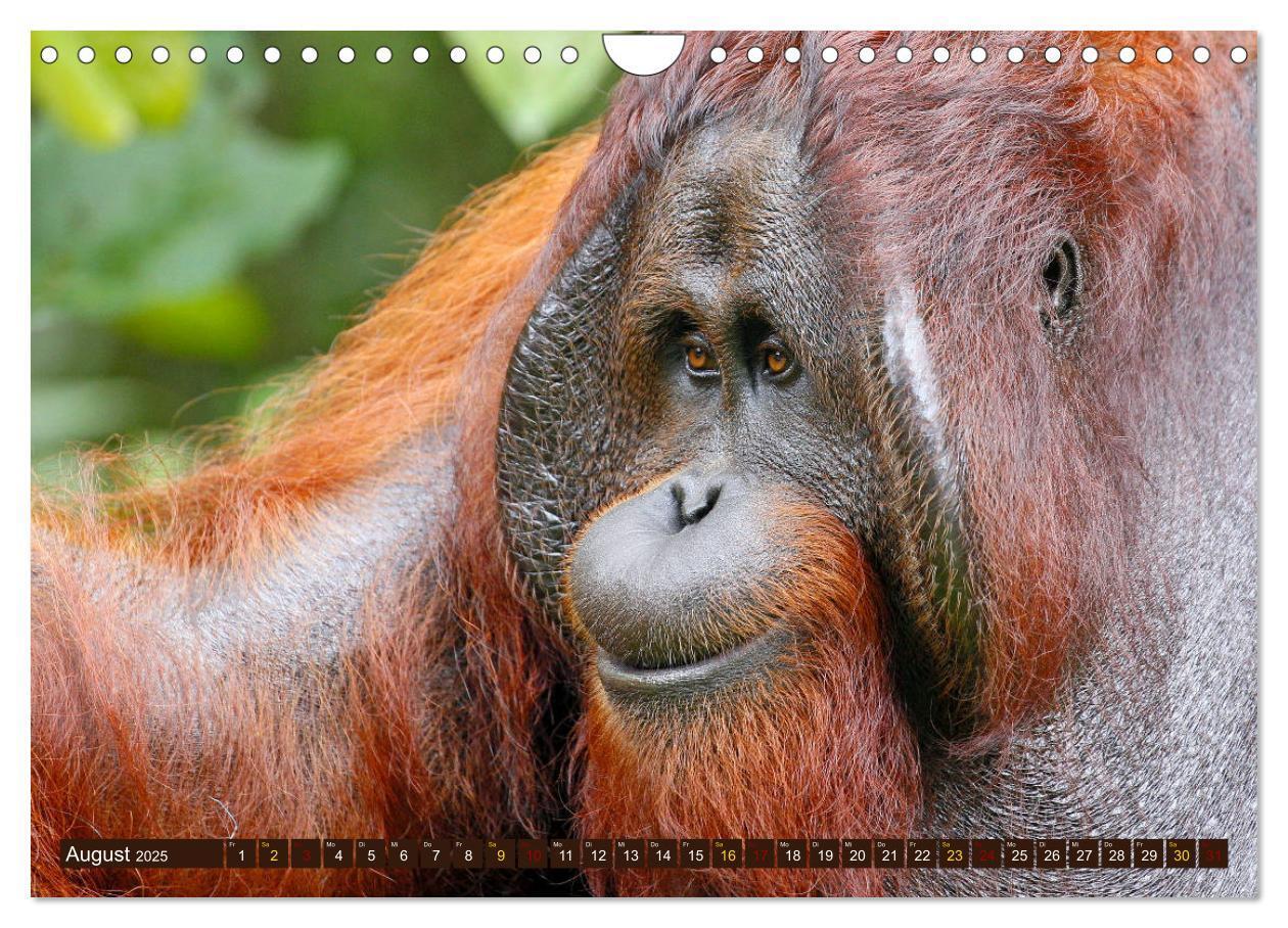 Bild: 9783435361915 | Waldmenschen - Orang Utans auf Borneo (Wandkalender 2025 DIN A4...