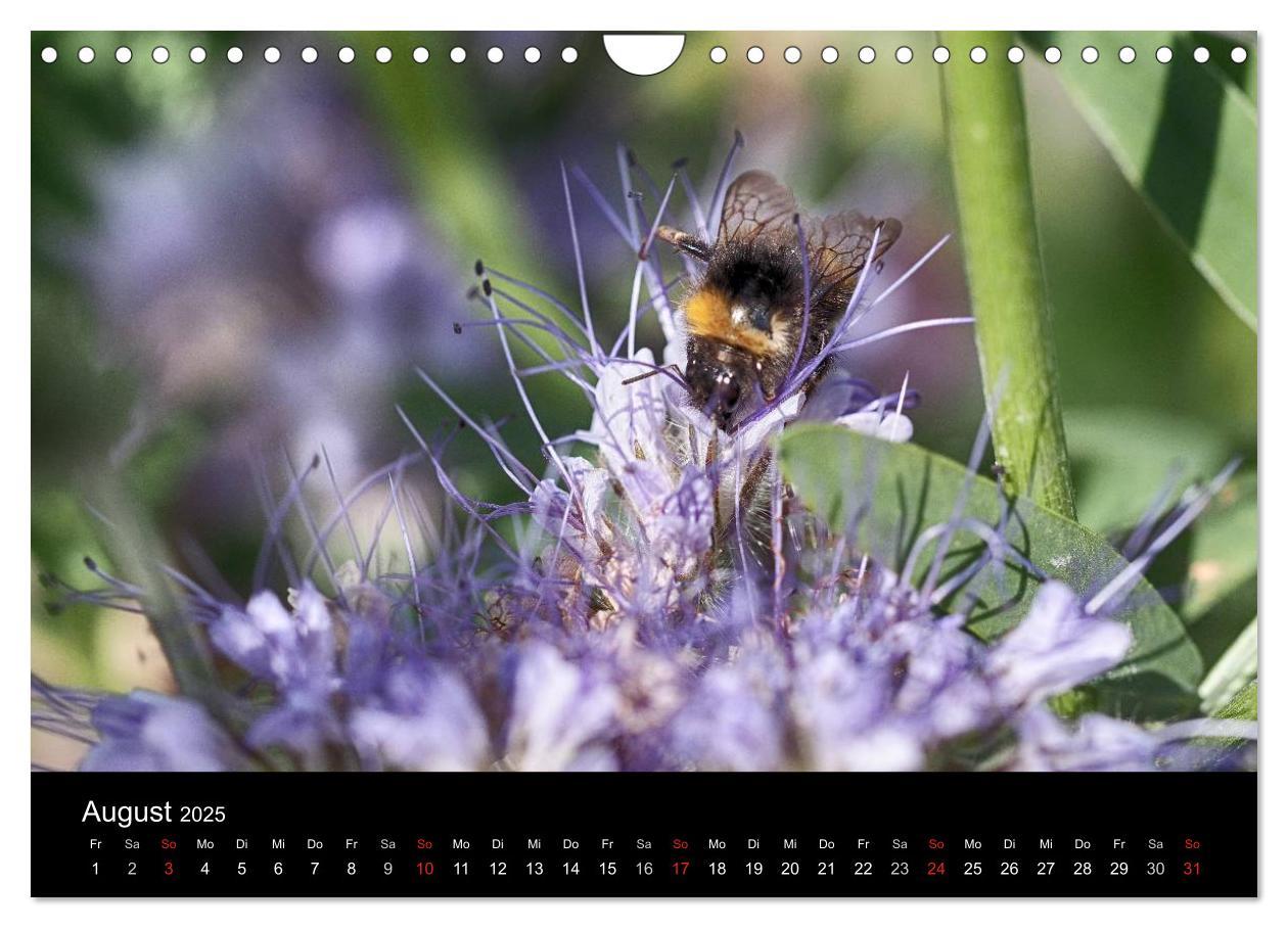 Bild: 9783435703197 | Hummelflug (Wandkalender 2025 DIN A4 quer), CALVENDO Monatskalender