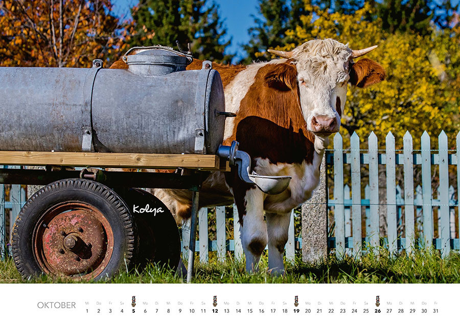 Bild: 9783966648226 | Kühe Kalender 2025 Wandkalender | J.-L. Klein (u. a.) | Kalender