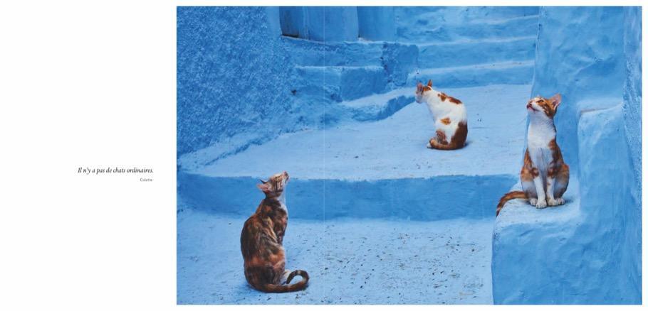 Bild: 9783954163182 | Katzen | Samtpfoten aus aller Welt | Tuul Morandi (u. a.) | Buch