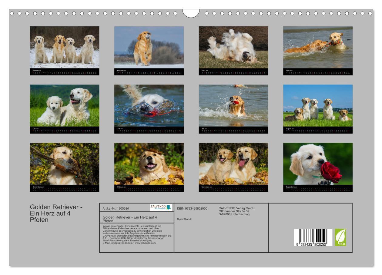 Bild: 9783435802050 | Golden Retriever - Ein Herz auf 4 Pfoten (Wandkalender 2025 DIN A3...