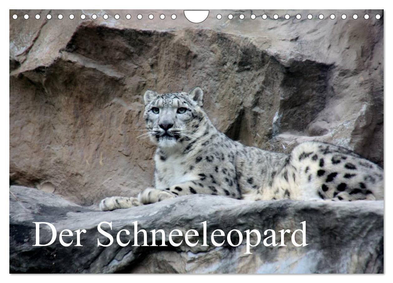 Cover: 9783383538162 | Der Schneeleopard (Wandkalender 2024 DIN A4 quer), CALVENDO...