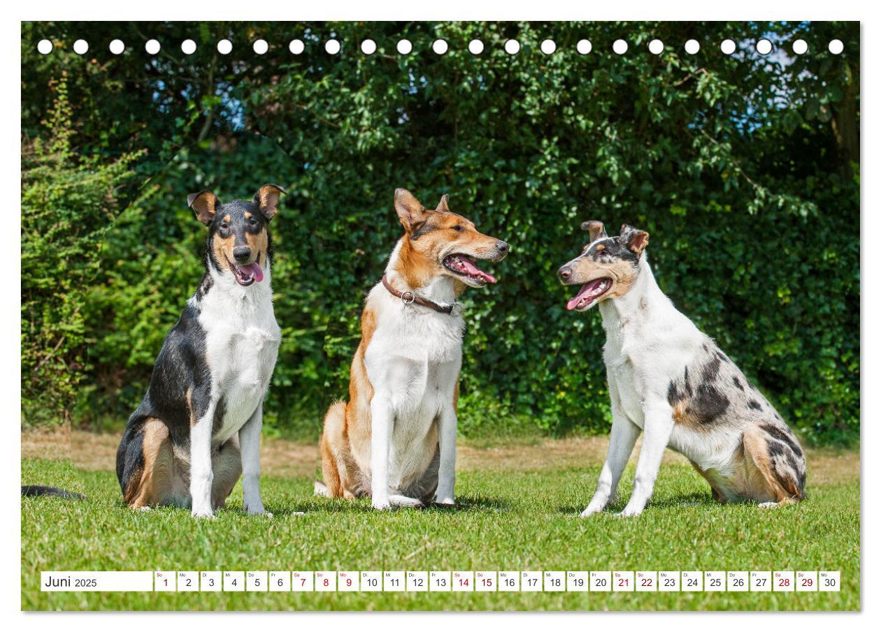 Bild: 9783457153239 | Ein Freund fürs Leben - Smooth Collie (Tischkalender 2025 DIN A5...