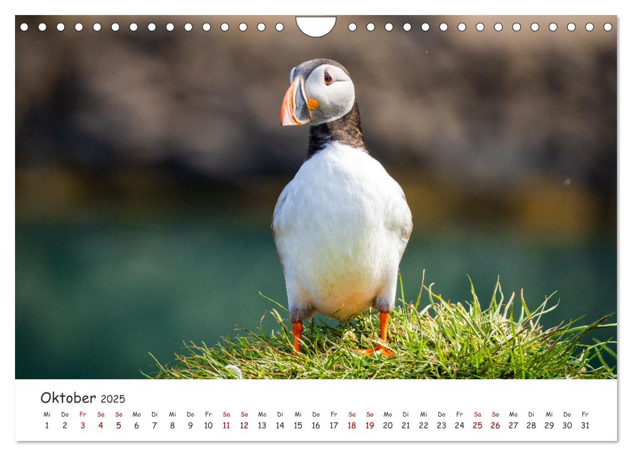 Bild: 9783383938412 | Die Welt der Papageientaucher - Islands Wildvögel (Wandkalender...