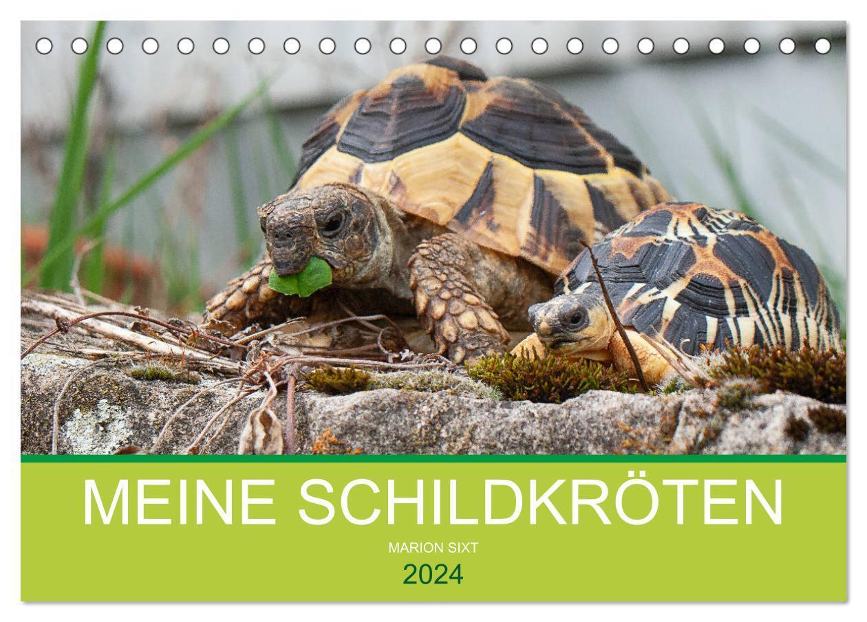 Cover: 9783675895515 | Meine Schildkröten (Tischkalender 2024 DIN A5 quer), CALVENDO...