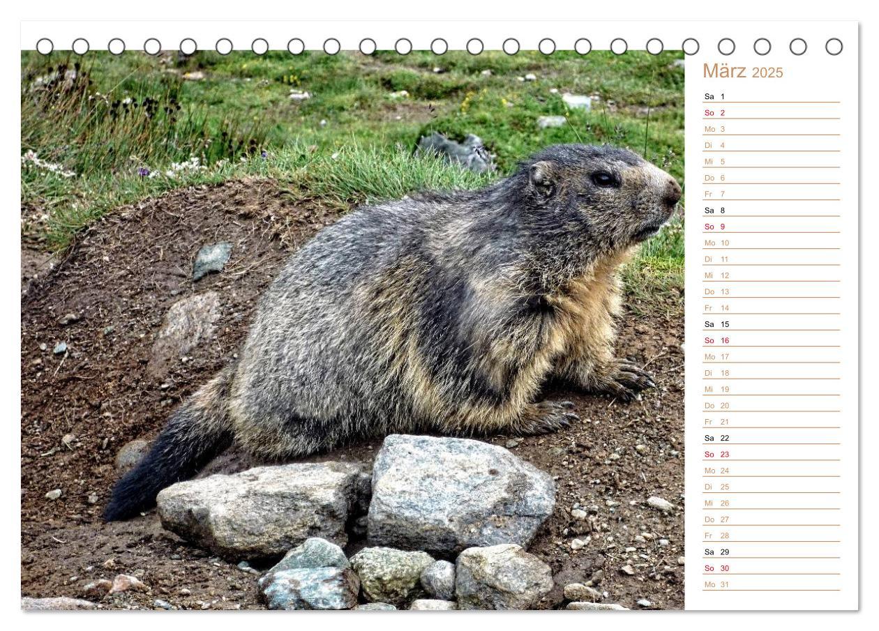 Bild: 9783435500482 | Wildlife - Verspielte Murmeltiere (Tischkalender 2025 DIN A5 quer),...