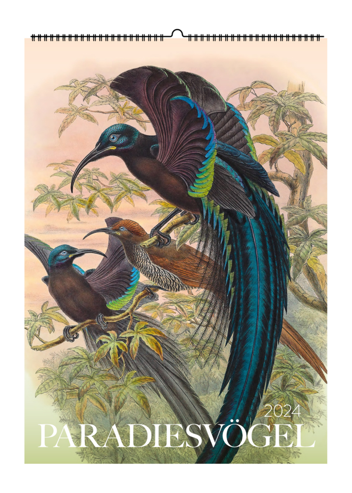 Cover: 9783968491035 | Paradiesvögel. Wandkalender 2024 | Farbenfrohe Vögel aus aller Welt