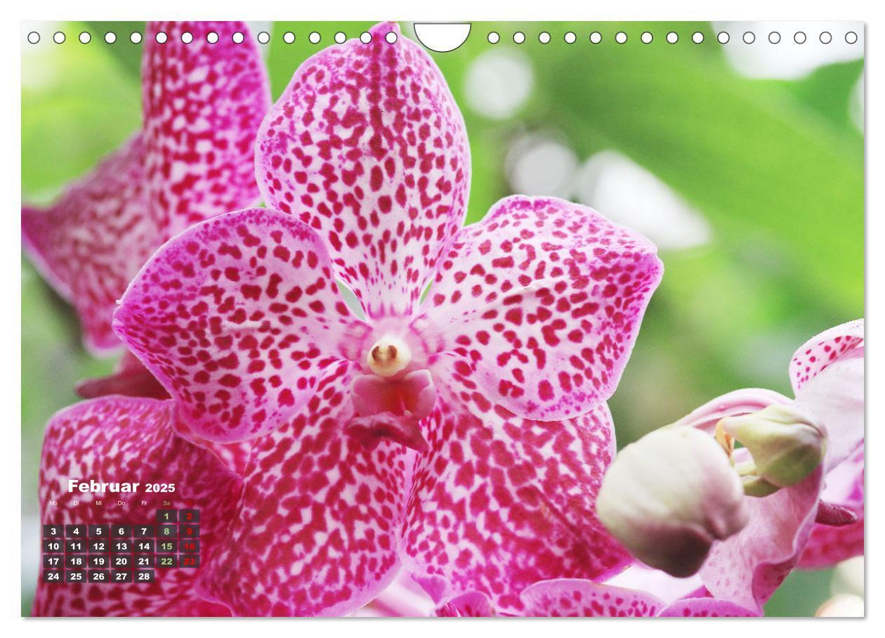 Bild: 9783383778551 | Prächtige Orchideen (Wandkalender 2025 DIN A4 quer), CALVENDO...